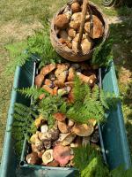 Nina's house, nonno Pepè - Ferienwohnung Isca Marina