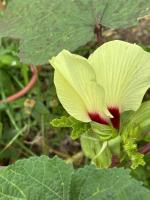 villa Rony - Ferienwohnung Port-Louis