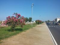 B&B L'Uliveto - B&B Marina di Schiavonea