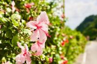 guest house HIBISCUS - Vacation STAY 87092 - B&B Janagushiku
