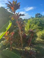 Appartement Le Manguier - B&B Vieux-Habitants