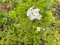 StayChacha 城下町茶茶1F2F 一棟貸切 - Ferienwohnung Marugame