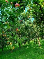 Apartment in Murbachhof up to 10 people Cooking possible - Bed and Breakfast Bühl