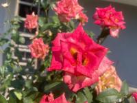 Camera Singola Economy