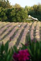TERRE UGO - Villa & Suites au cœur des lavandes de Provence - B&B Aix-en-Provence