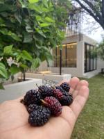 غصن الهدا - Bed and Breakfast Al Hada