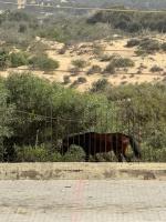 عقد الزواج مطلوب للمغاربة - B&B Essaouira