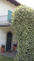 Il Gelsomino - B&B