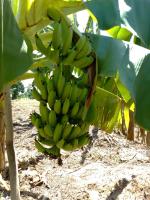 Red Sunshine Villa B&B - B&B Malindi