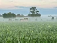 Tiny House du Gad Bourgeois - B&B Chièvres