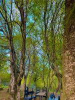 Cozy wooden forest cottage in 1 km from Kutaisi - B&B Kutaisi