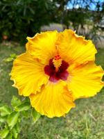Hibiscus Hale - Perfect for 2! - Bed and Breakfast Waialua