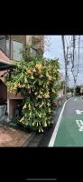 桜の屋25平方大床房Sakura House 25 square meter king size bed room - Chambres d'hôtes Tokyo