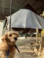 The Hulya glamping under sky Since 2021 - B&B Muktesra