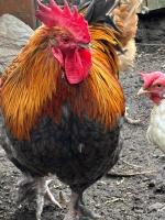 bei GRETA Wohnung 77 - Bed and Breakfast Marl