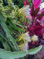 Pomme Cannelle - B&B Le Lamentin