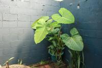 Las Palmeritas - Chambres d’hôtes Ahuachapán