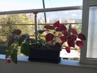 Feodora's Apartment - Bed and Breakfast Gjirokastër