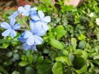 Baansilom Soi 3 - B&B Bangkok