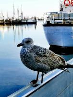 Hausboot Smaragd Heiligenhafen - Ferienwohnung Heiligenhafen