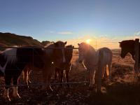 Arngrimslundur Cottages - Chambres d’hôtes Flúðir