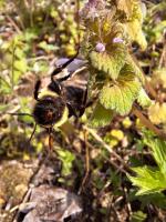 Creekside Glamping Heaven with Comfy Interior in Cosby, Tennessee - B&B Cosby