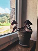 Calme et confort, charmante longère bretonne - B&B Landerneau