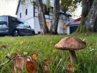 Haus Zeitlos - B&B Monschau