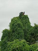 Chambre Double avec Balcon