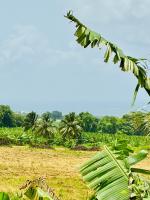 La Palmeraie du Carbet - B&B Capesterre-Belle-Eau