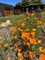 Hawkshead Boutique Studio & Gardens - B&B Makarora