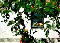 Apartment Knez - B&B
