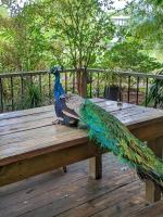 Quinta Pavo Real by AcoModo - B&B San José