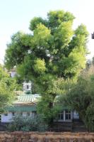 Appartamento Pecan Firenze - B&B Florencia