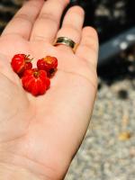 Chale Pitanga 38 - Bed and Breakfast Pipa