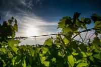 Costa Catterina B&B - B&B Castagnito