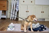 Rumwold by Bloom Stays - B&B Ashford