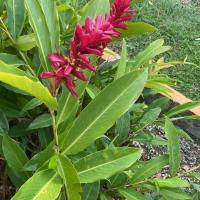 appartement haut standing au grands fonds du moule, 6 pers, très spacieux - B&B Le Moule