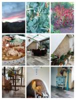 Olivo de Reis - B&B Caldas de Reis