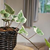 Camera Matrimoniale con Bagno Privato