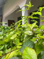 Camera Matrimoniale Budget