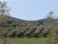 PODERE OSLAVIA AZ.AGR.BIO GIANNINI - Chambres d’hôtes