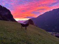 Bergerbauer Krimml - B&B Krimml