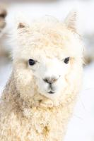 Gite à la ferme aux Alpagas - B&B Sapois