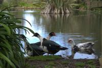 Willowbark Ranch B&B - Bed and Breakfast Athenree