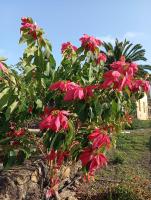 Finca Las Tapias, Casa Mañé - Ferienwohnung Puerto de la Cruz