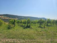 Villa Carla - vicino alla Riviera del Conero e ai Colli dell' Infinito - B&B Ancona