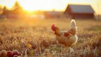 Farm Stay | Sauna+Gym | Between Leipers & Franklin - Ferienwohnung Franklin