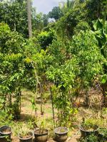 Villa Cinnaro - B&B Ahangama