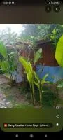 Bang risskee home stay2 - Bed and Breakfast Chian Yai